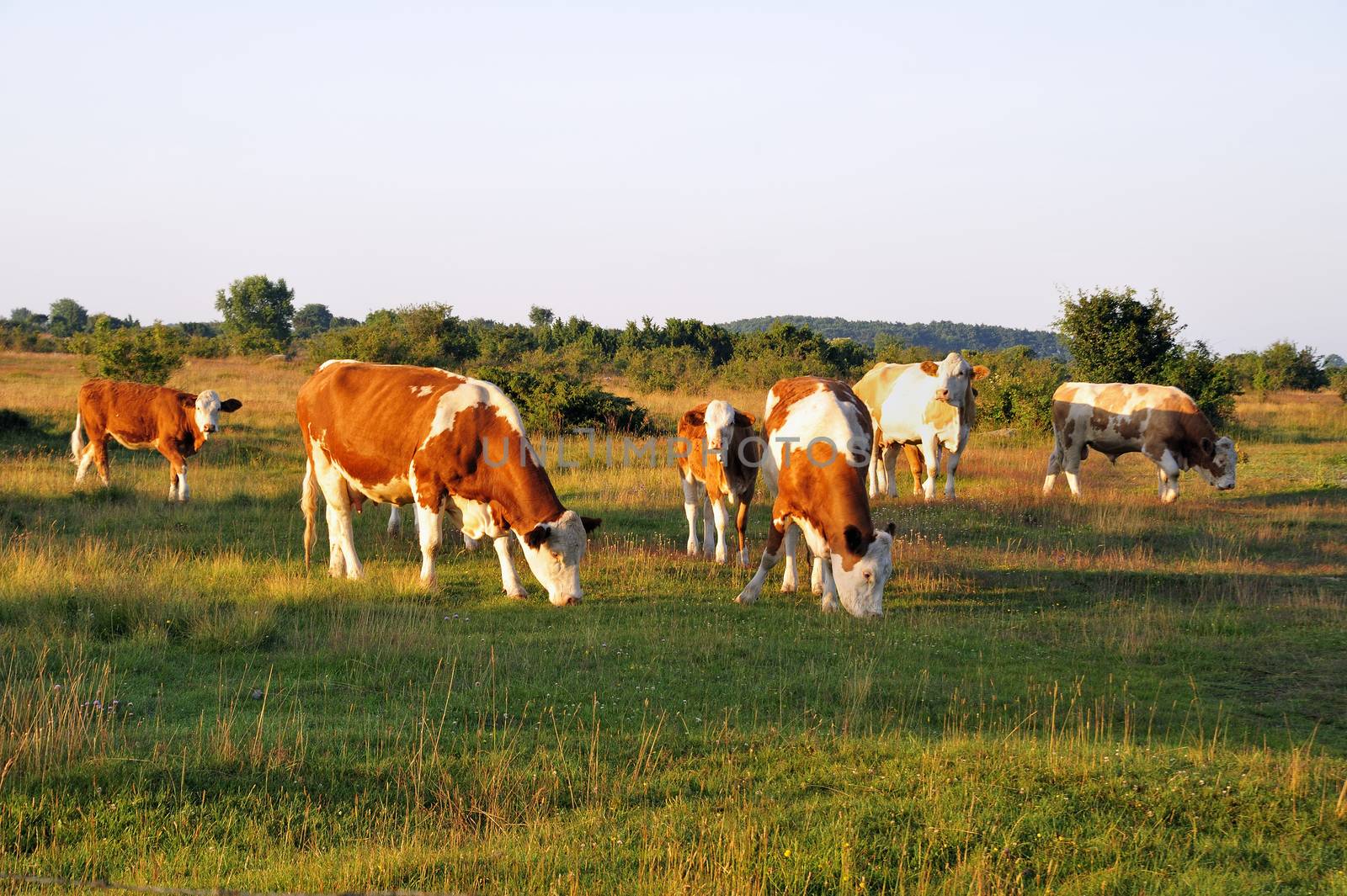 Close-up of a herd of cows on a sunny day in sweden