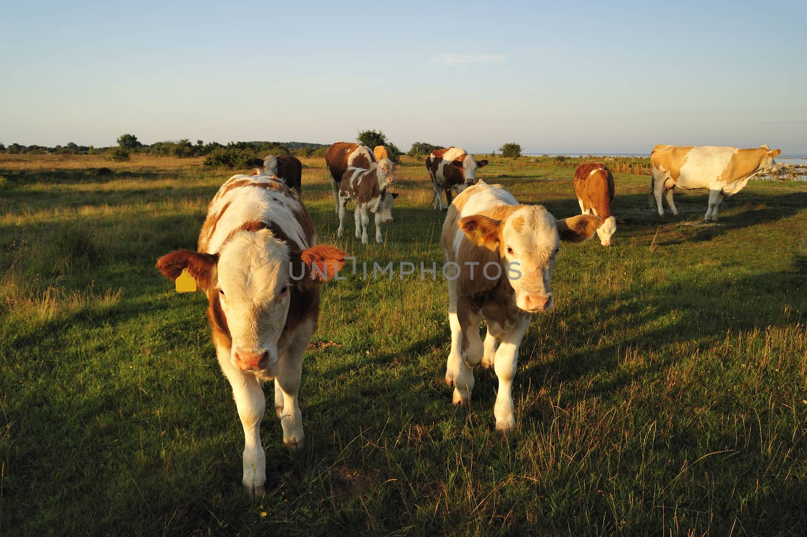 Close-up of a herd of cows on a sunny day in sweden