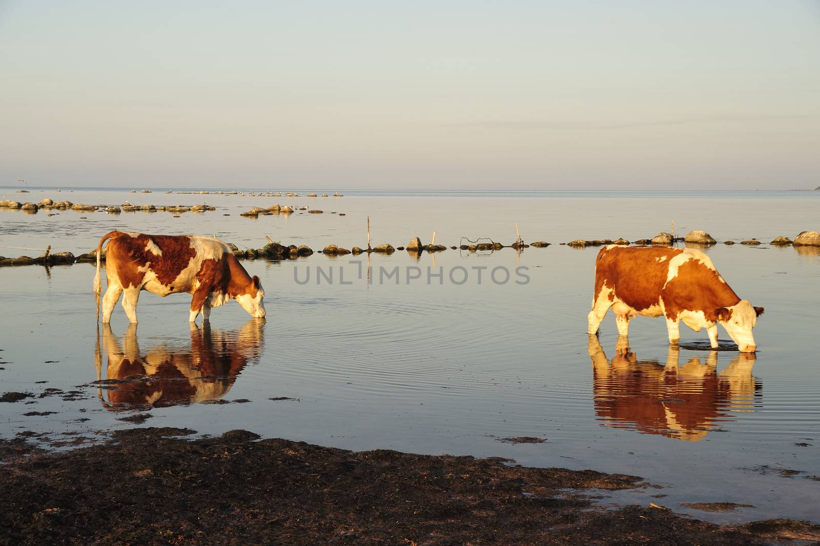 Cows by a40757