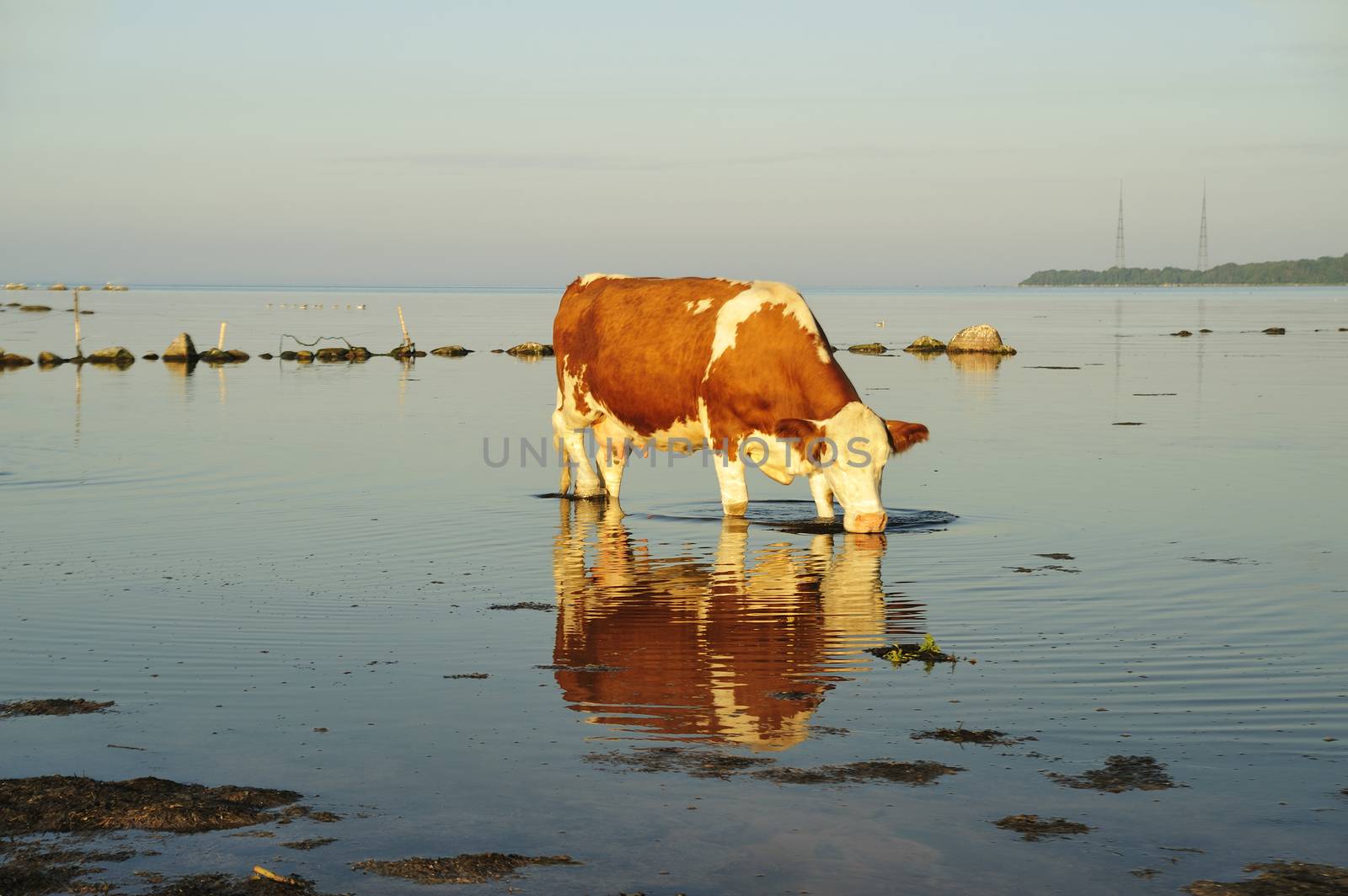 Close-up of a herd of cow on a sunny day in sweden drinking water.