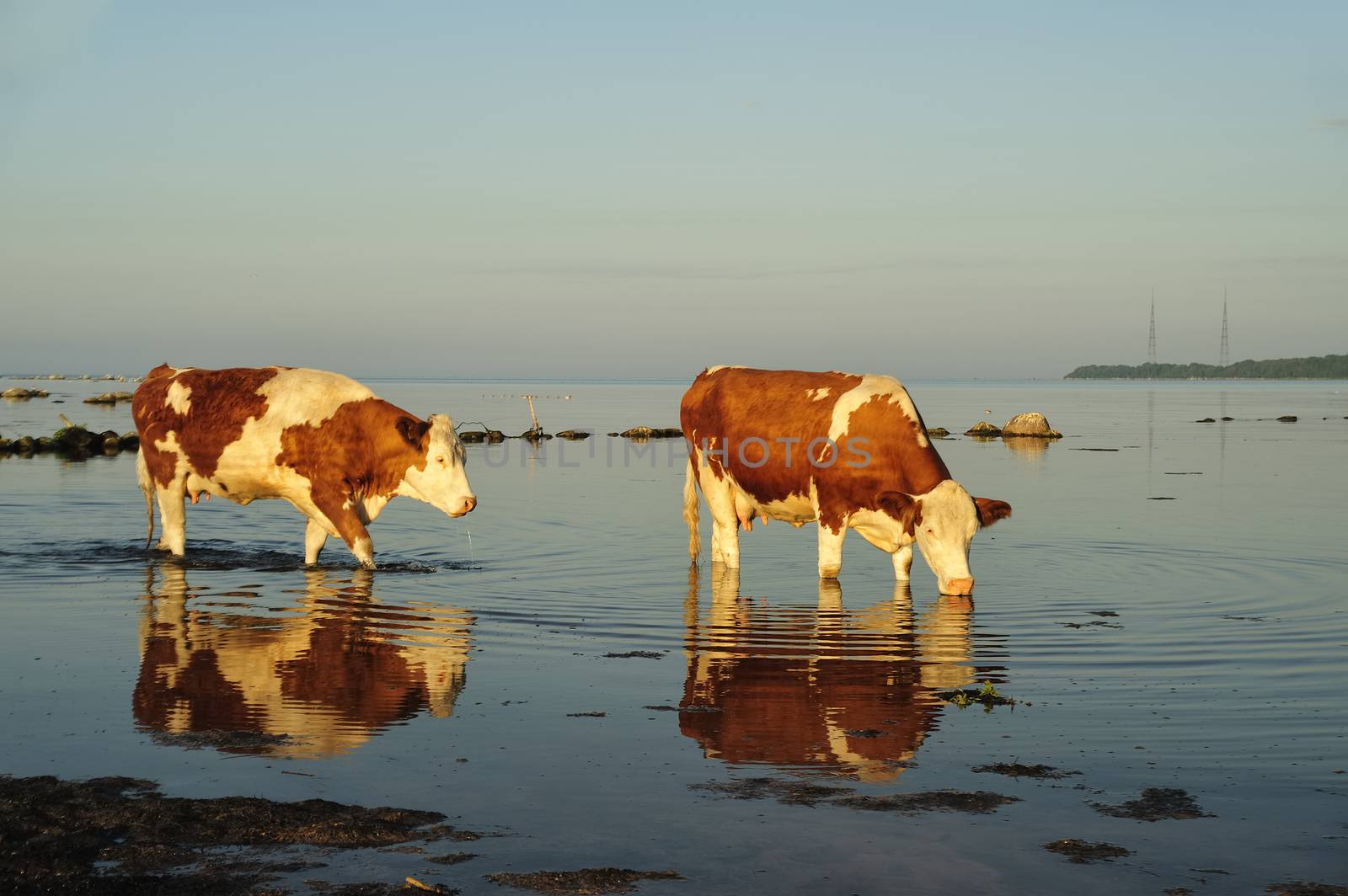 Cows by a40757