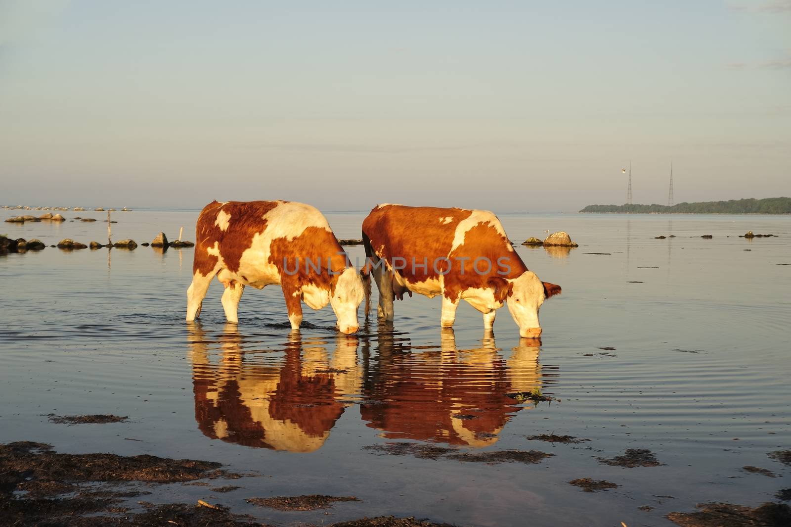 Close-up of a herd of cows on a sunny day in sweden drinking water.