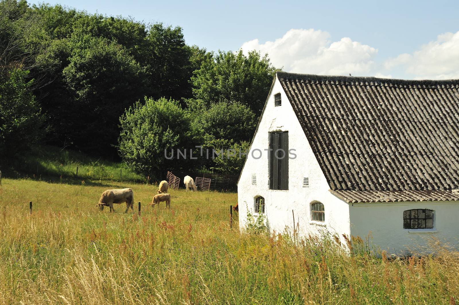 Cows in the pasture with a barn and silo in the background.