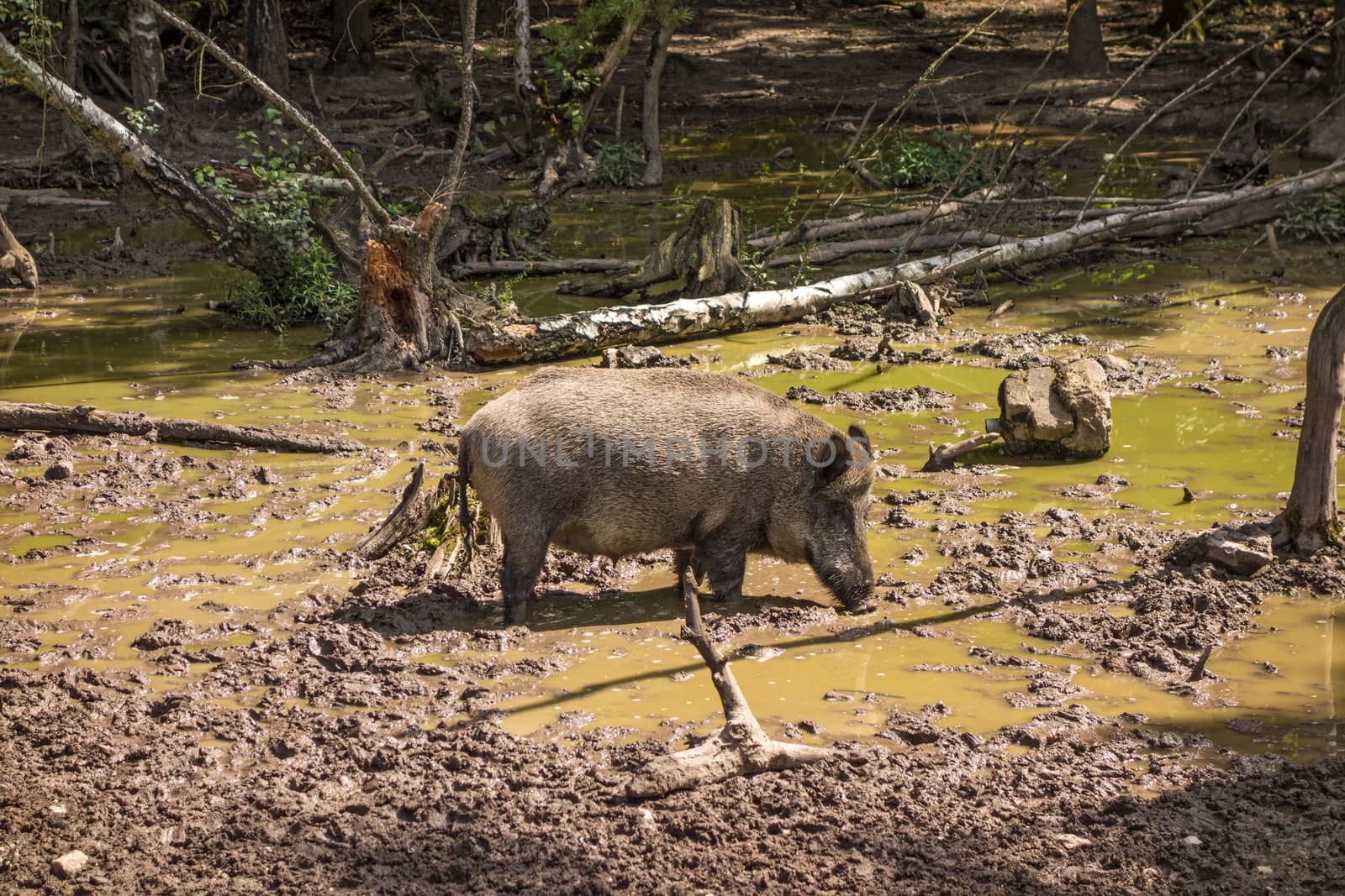 Wild boar in wood walking on dirt