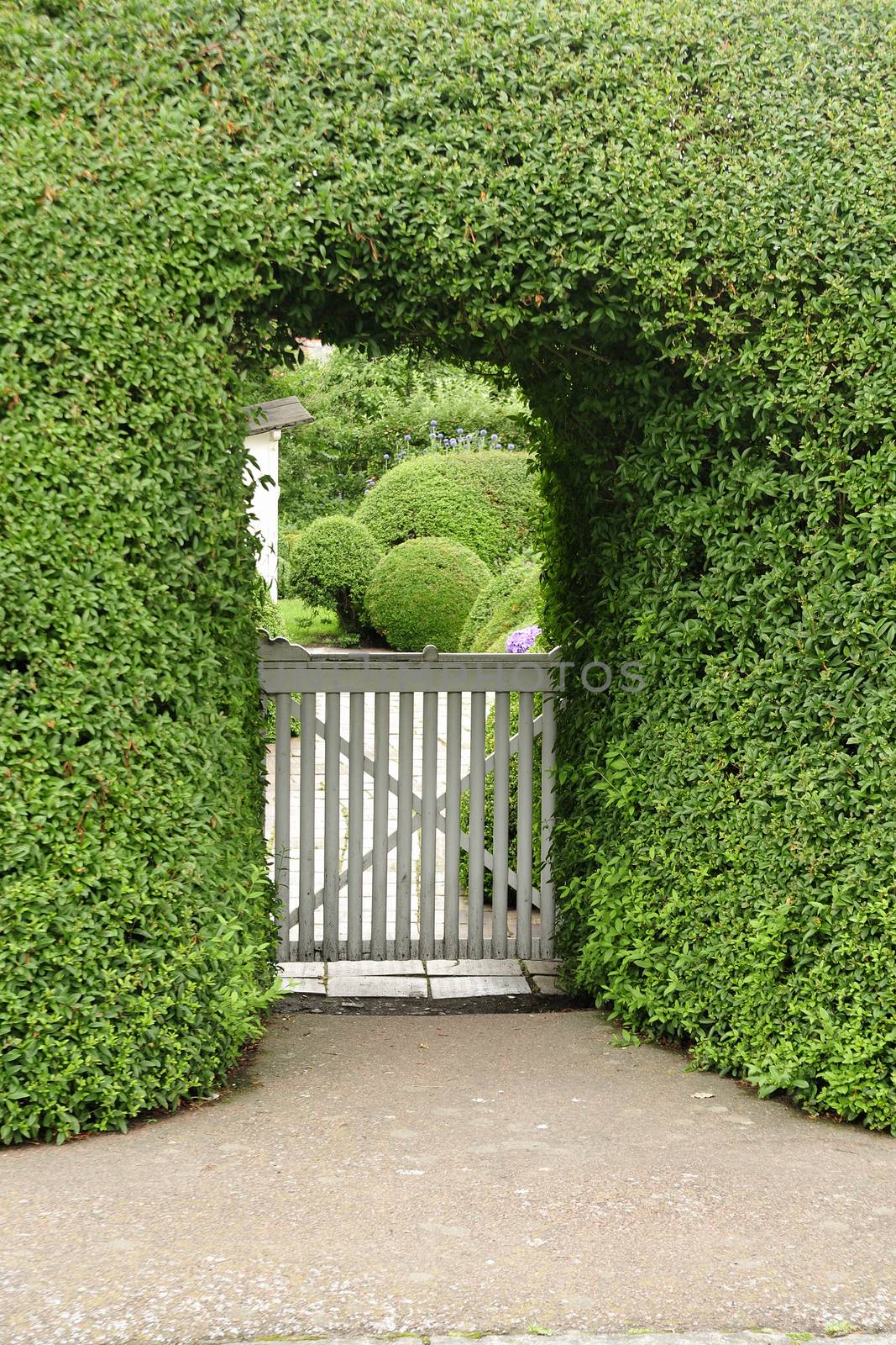 Green hedge cut in the shape of an arch over a small wooden gate