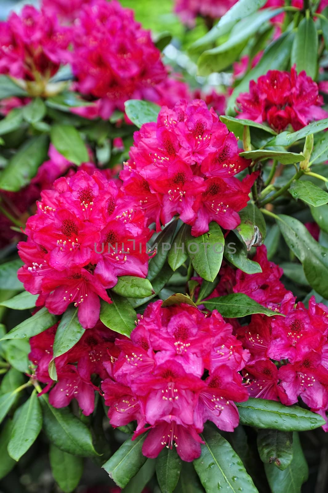 Blooming rhododendron