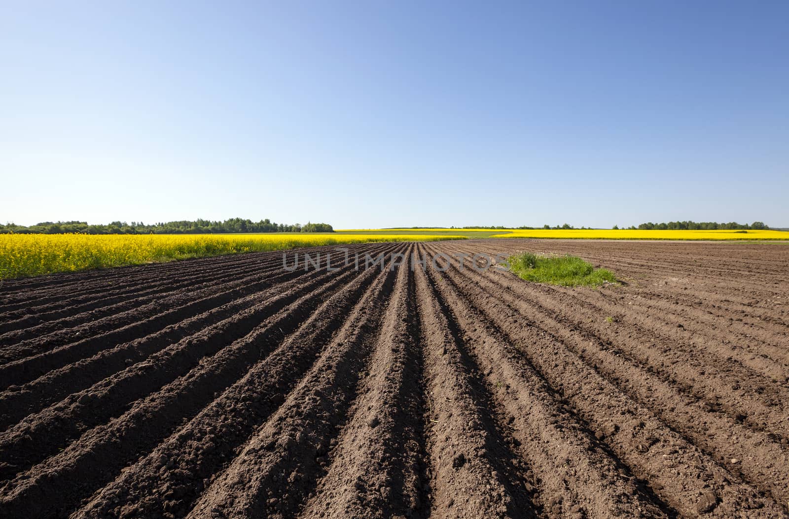   plowed agricultural field. Near growing canola. Blue sky.