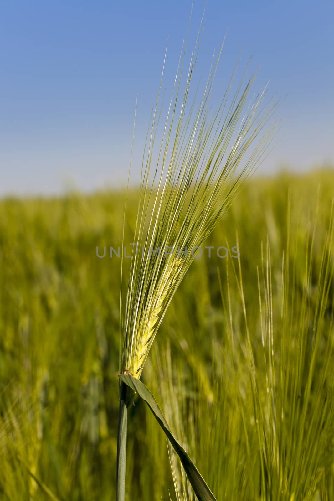   the ear of an unripe cereal photographed by a close up