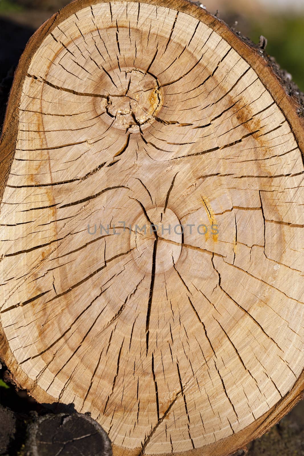   the sawn tree photographed by a close up