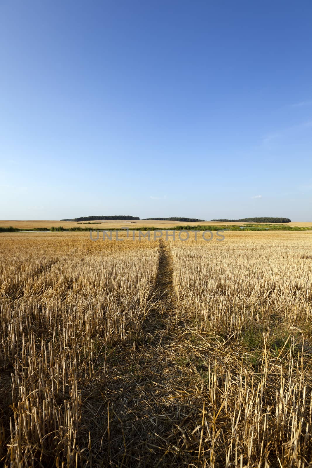  a narrow path in the agricultural field, which is tapered wheat. In the background to harvest.