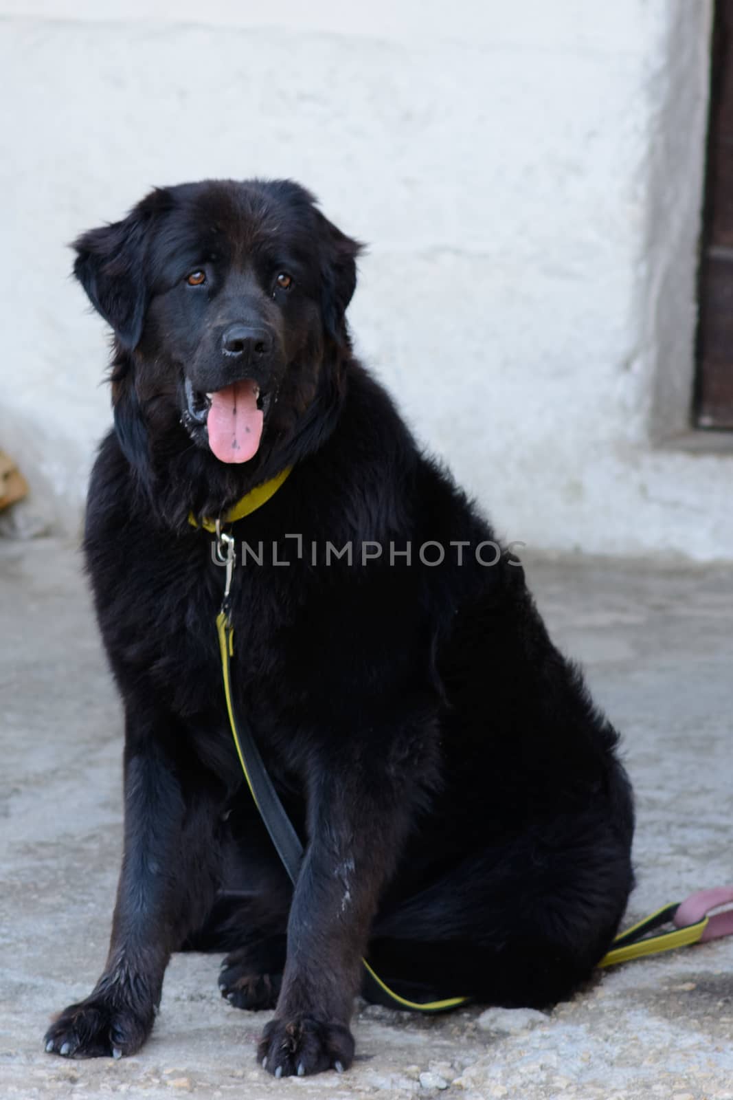 Black dog on a leash