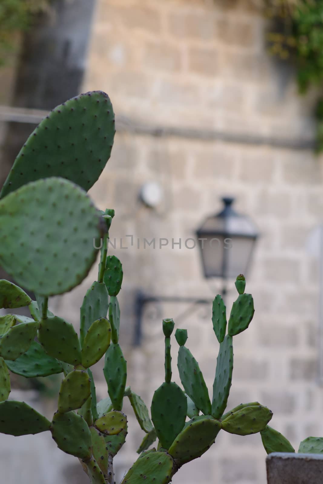 Plant prickly pears