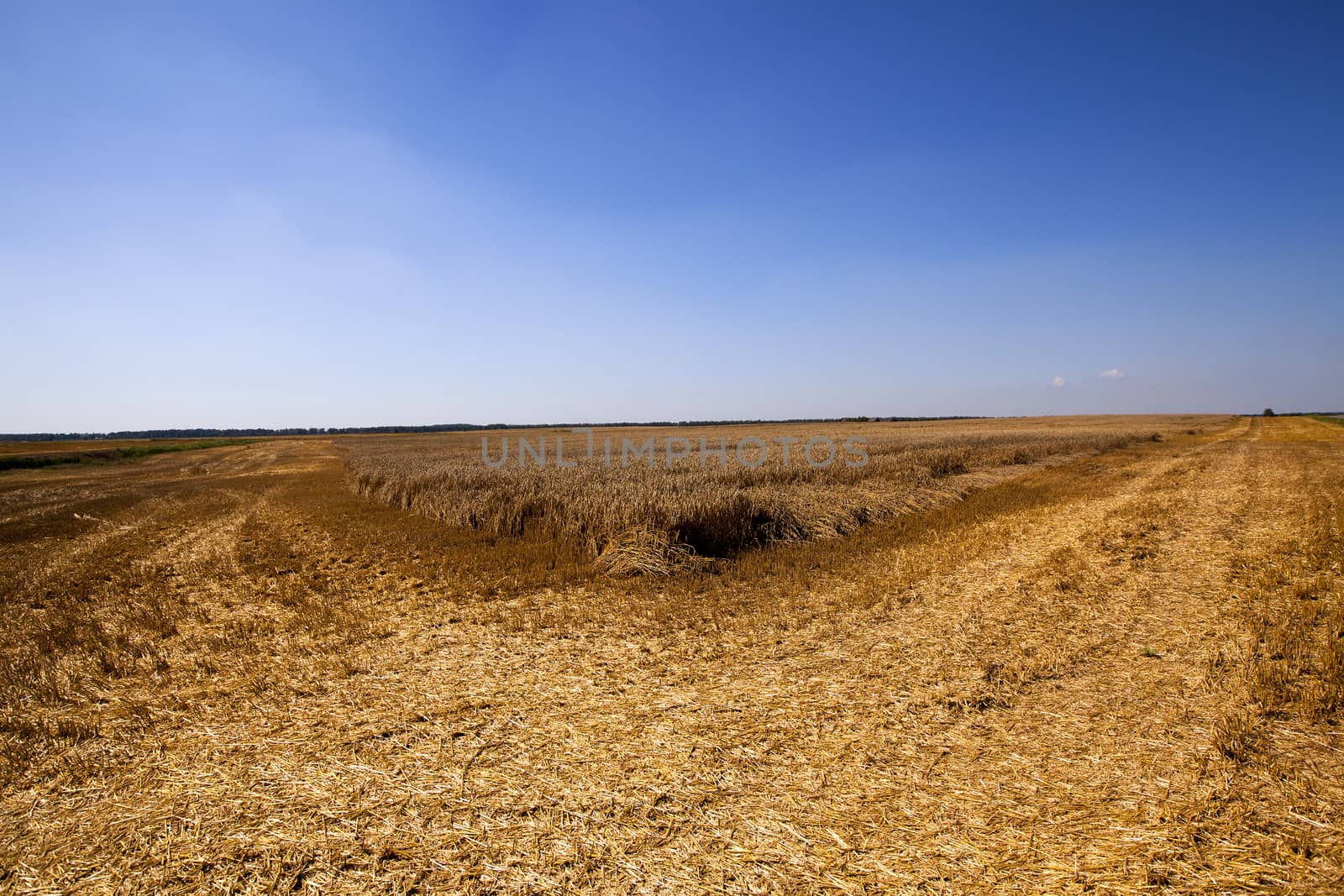 an agricultural field on which reap a crop of cereals. wheat