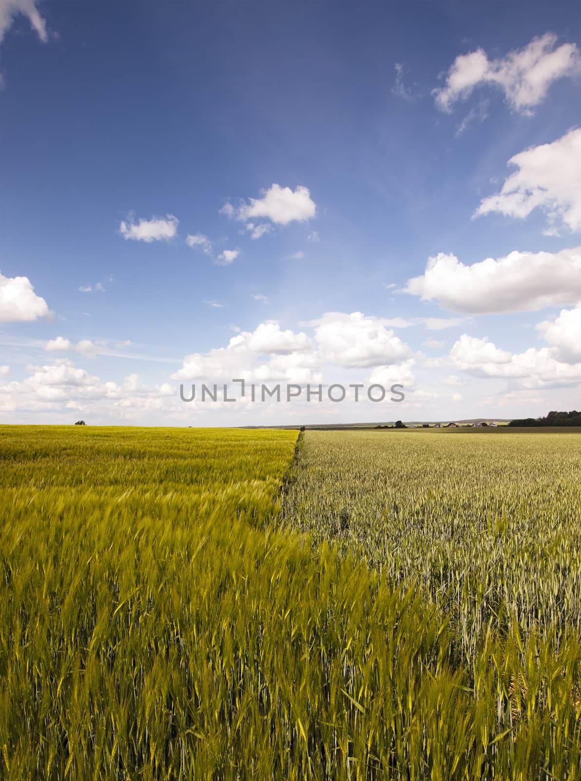   an agricultural field on which grow up cereals