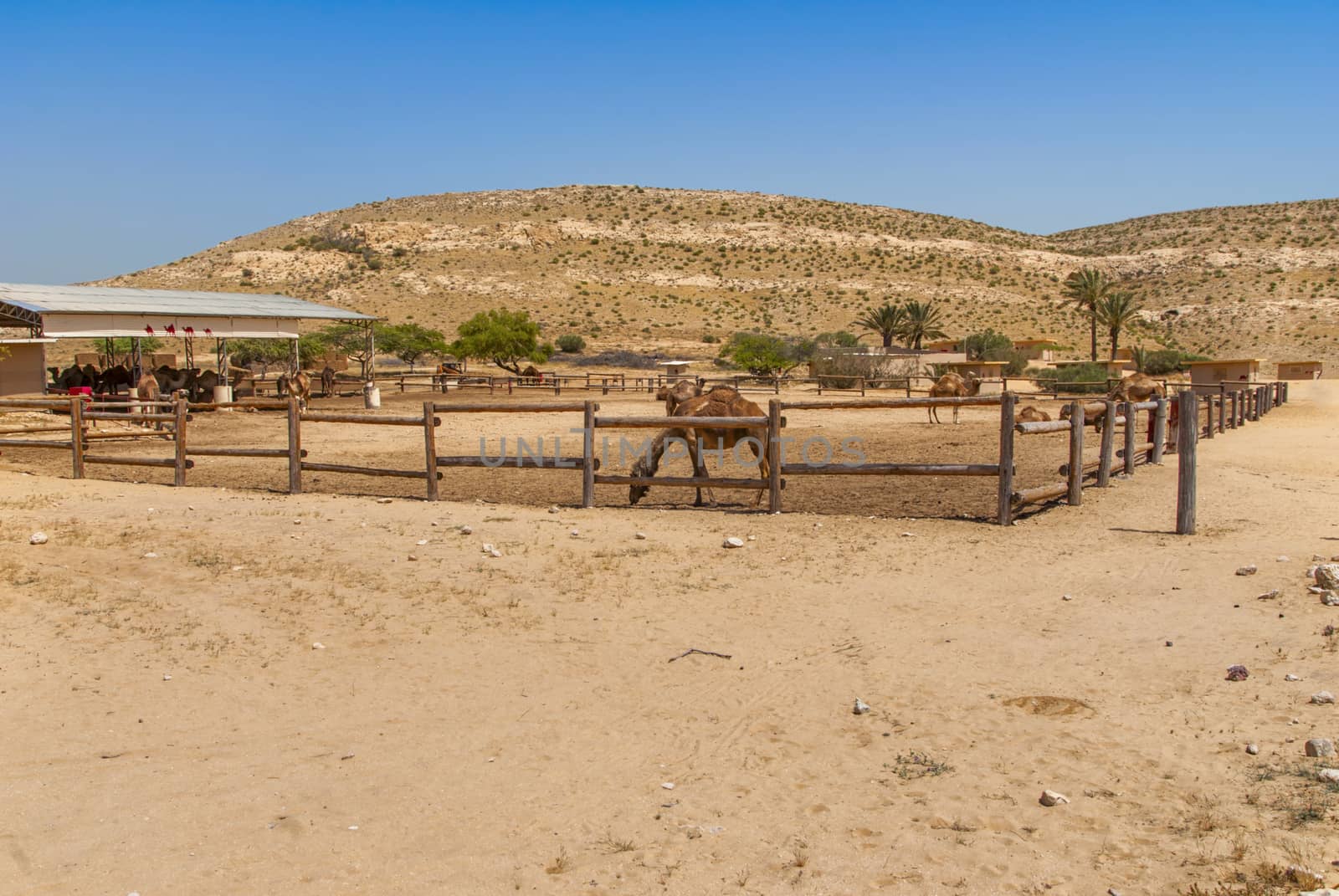 Camels on the farm in the Negev desert