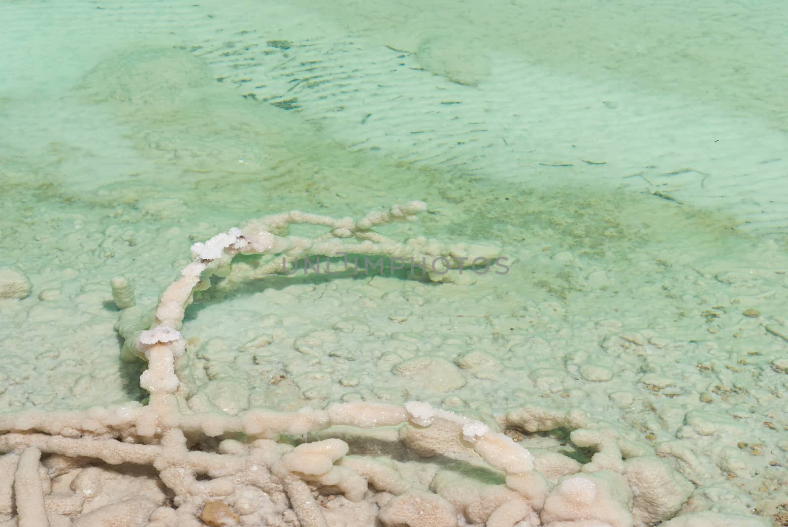 A tree branch lying covered with salt in the shallow waters of the Dead Sea, Israel.