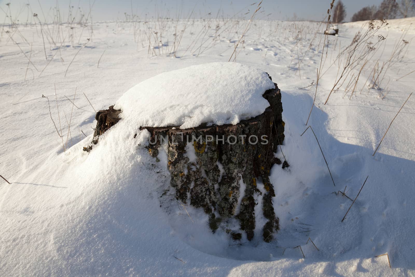  photographed closeup stump in the winter time. covered in snow