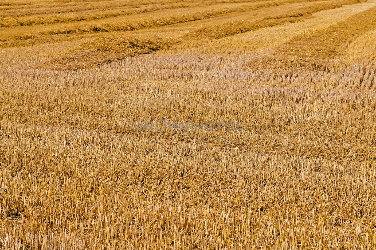  an agricultural field after the harvest company of wheat.