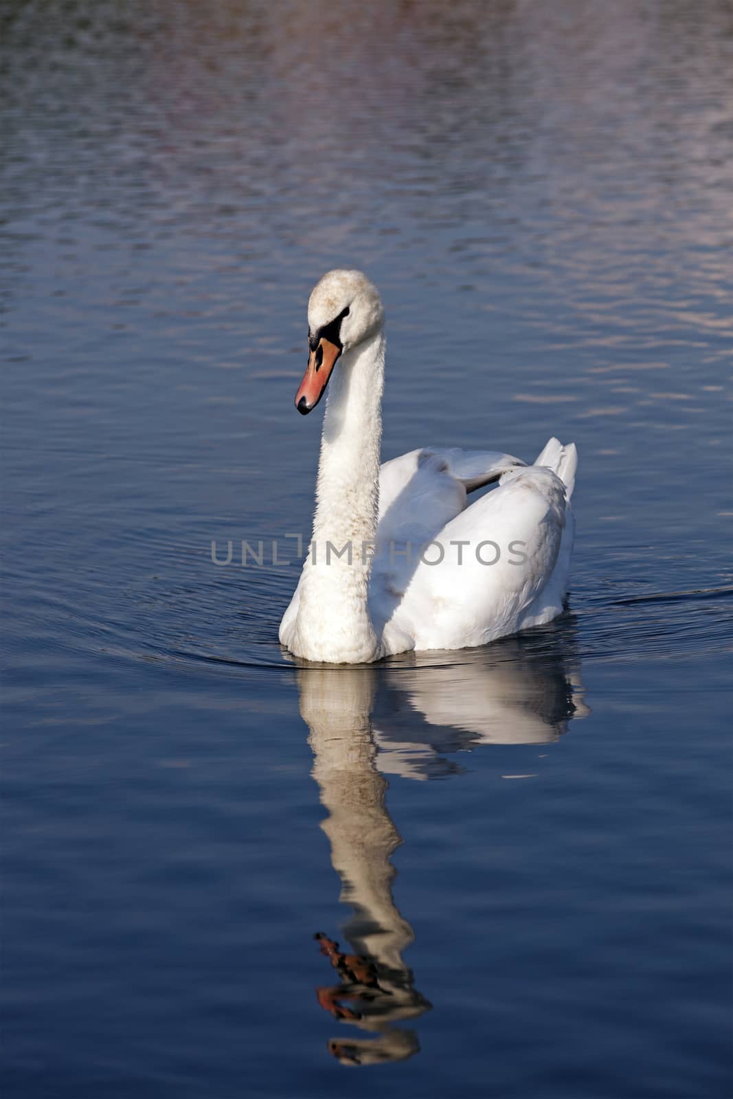 the white swan floating on the lake. close up