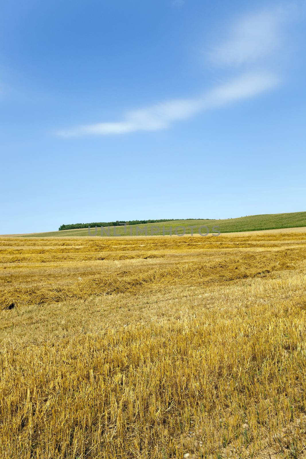   a field on which mature wheat grows.