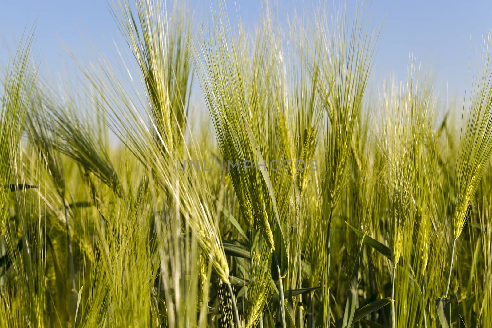  - the ear of an unripe cereal photographed by a close up