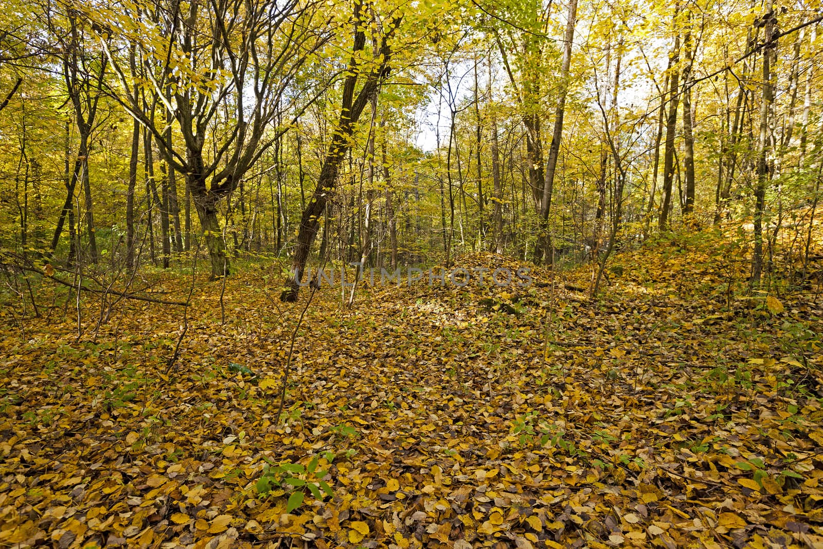   the trees growing in the territory of the wood   in an autumn season