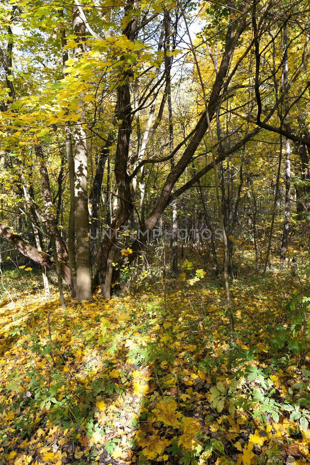   the trees growing in the territory of the wood   in an autumn season