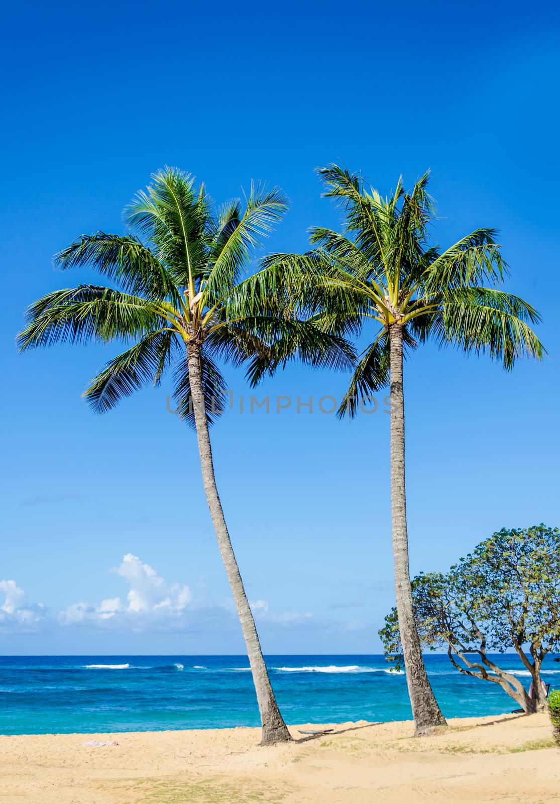 Cococnut Palm trees on the sandy Poipu beach in Hawaii, Kauai