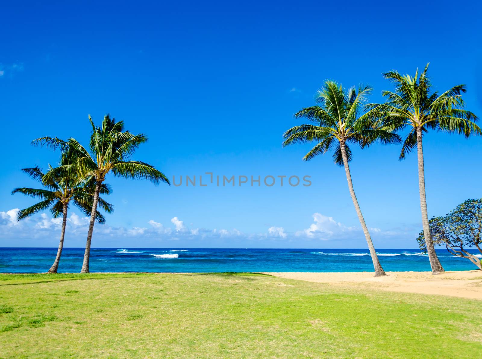 Cococnut Palm trees on the sandy Poipu beach in Hawaii by EllenSmile