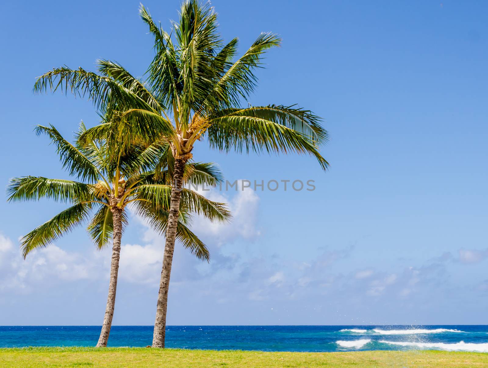 Cococnut Palm trees on the sandy Poipu beach in Hawaii, Kauai