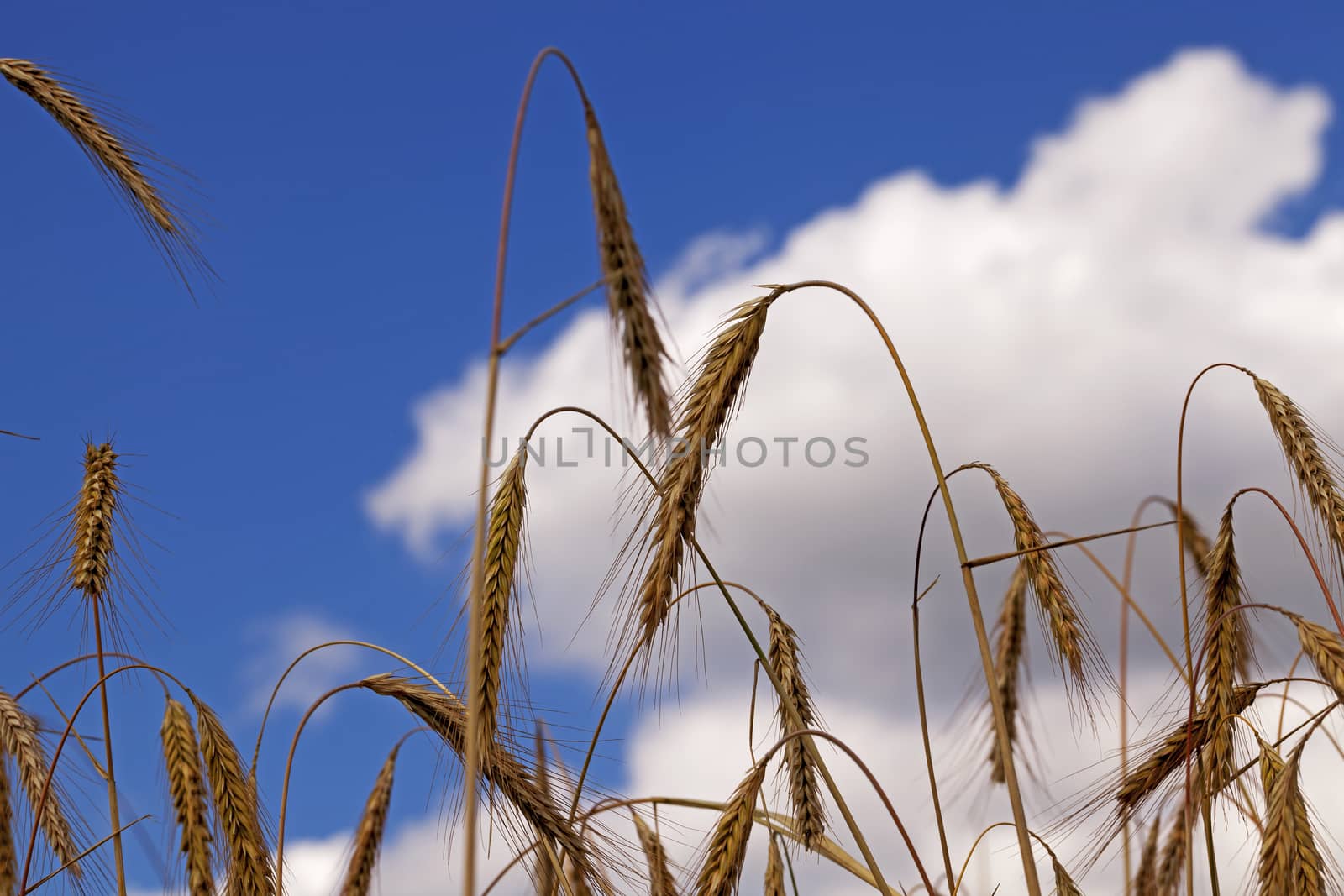   ears of wheat ripe, close-up shot. Blue sky.