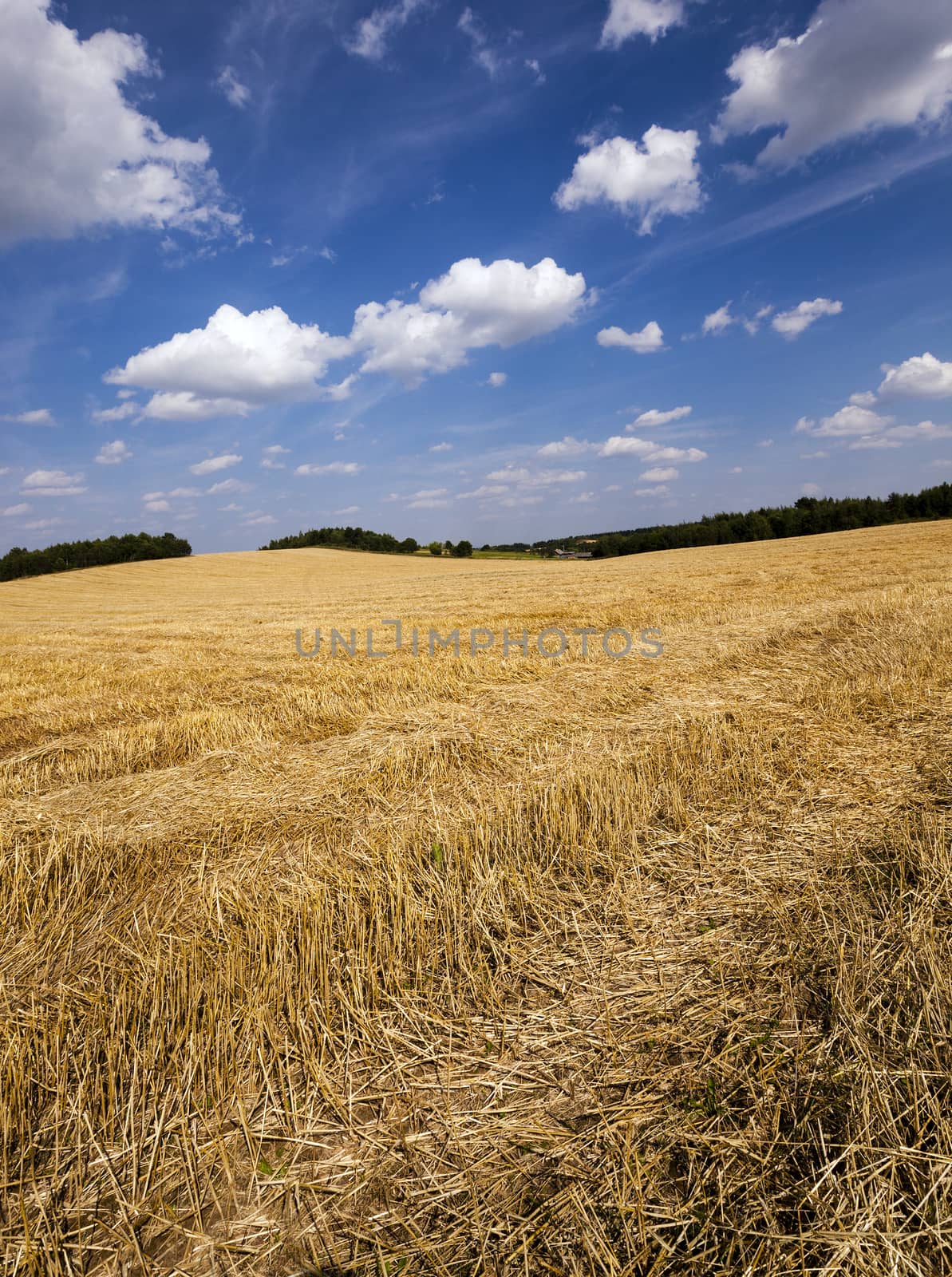   an agricultural field on which there passed the harvest company of wheat