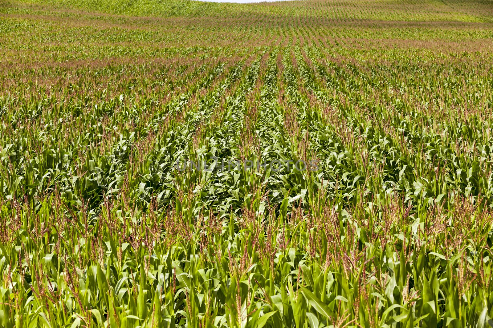   an agricultural field on which grow up corn