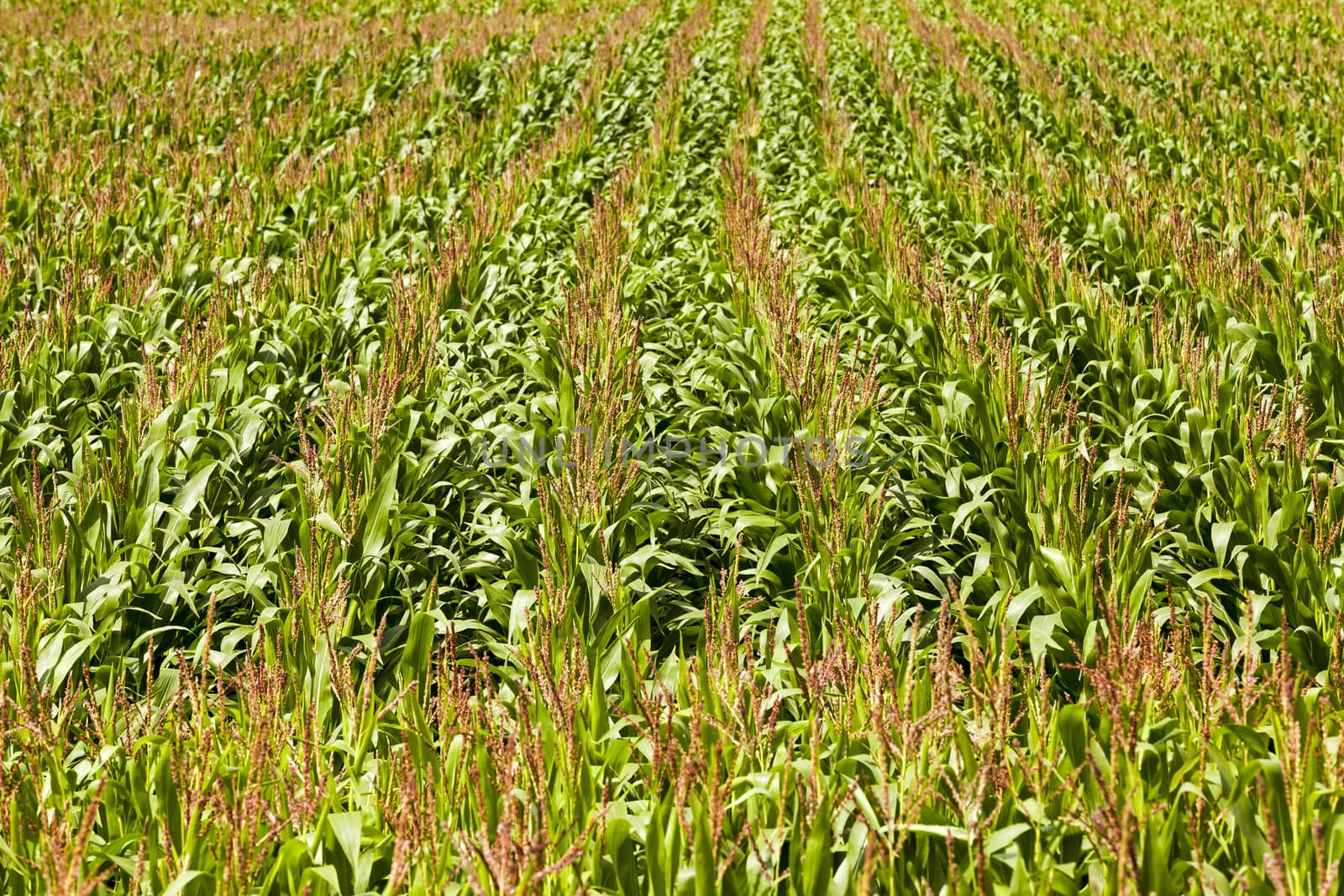   an agricultural field on which grow up corn
