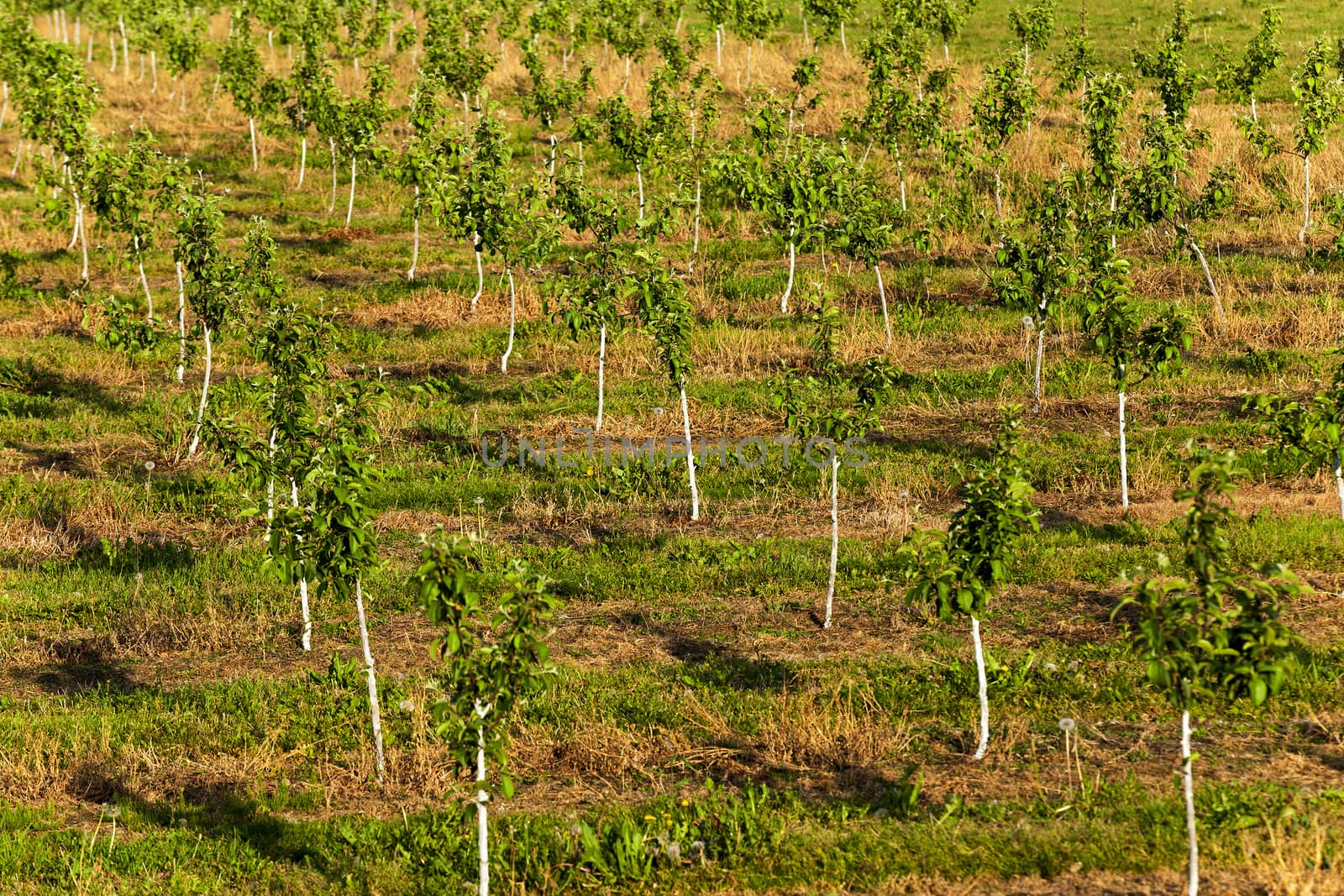   the young fruit-trees photographed in a spring season in an orchard