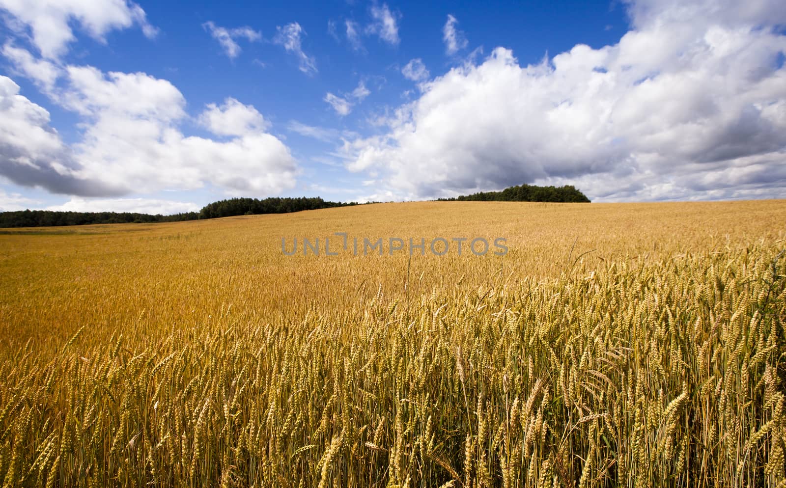   Agricultural field on which grow ripe wheat.