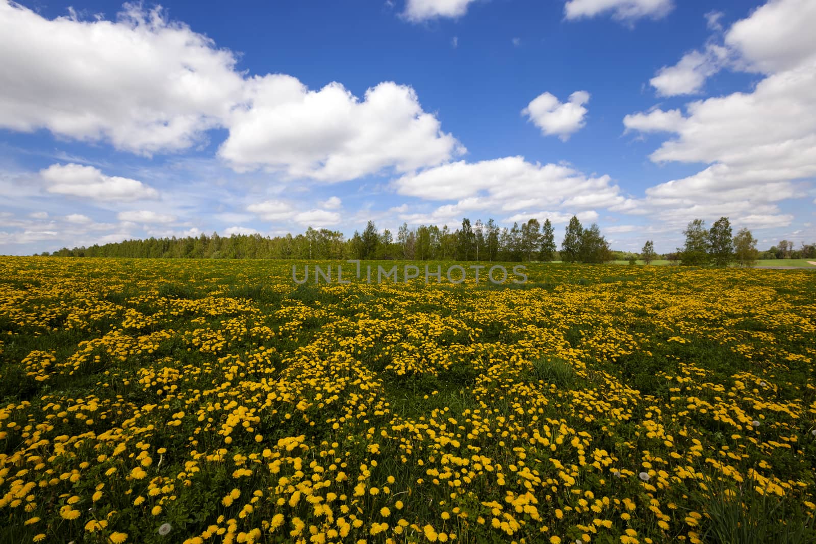  a field on which yellow dandelions grow. spring
