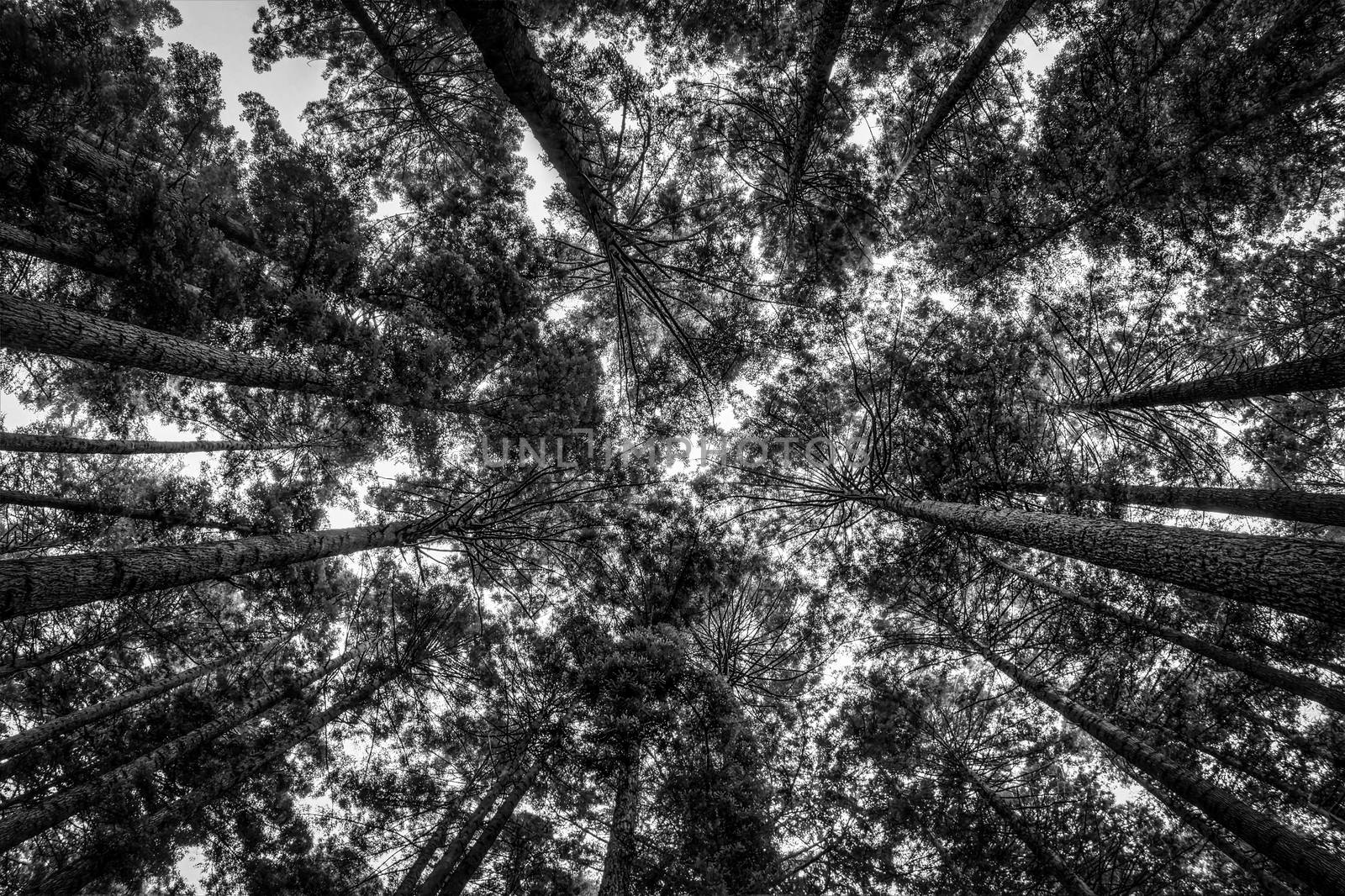 Redwood Forest, Black and White Image, Northern California, USA