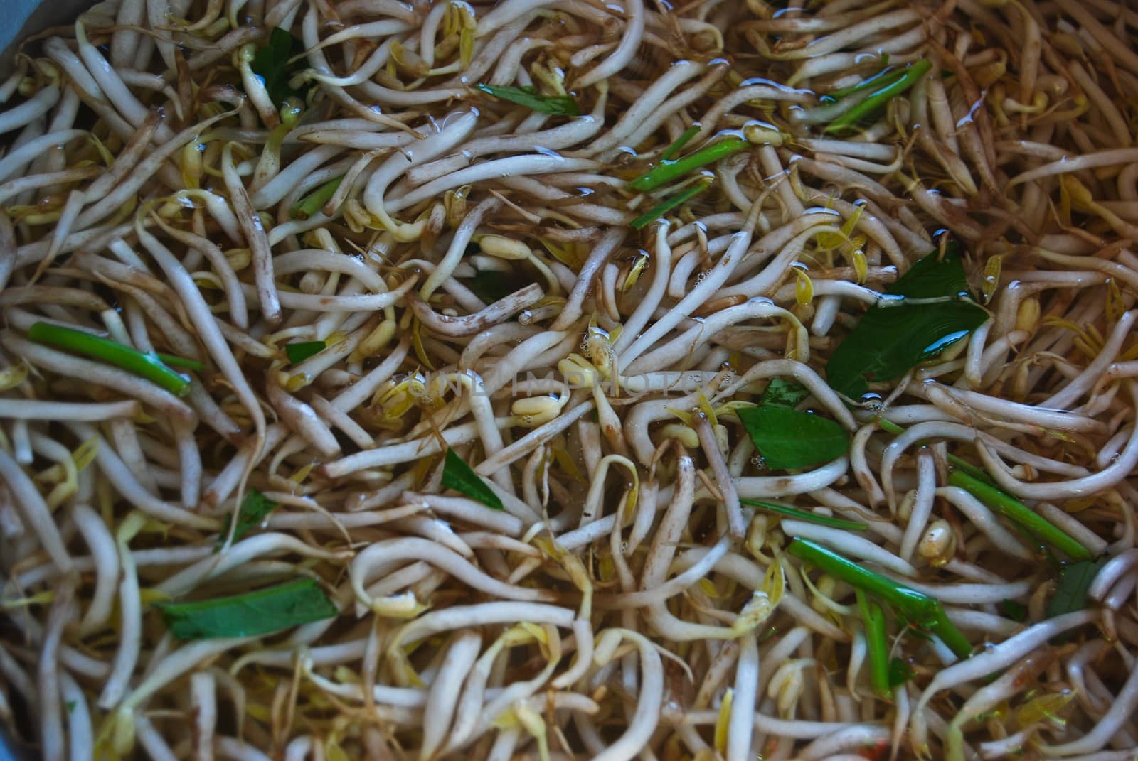 the bean sprout are put in the water before cooking