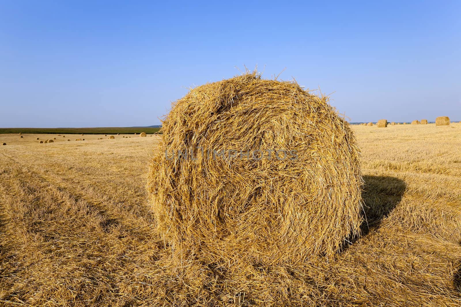  an agricultural field on which lie a straw stack after wheat harvesting