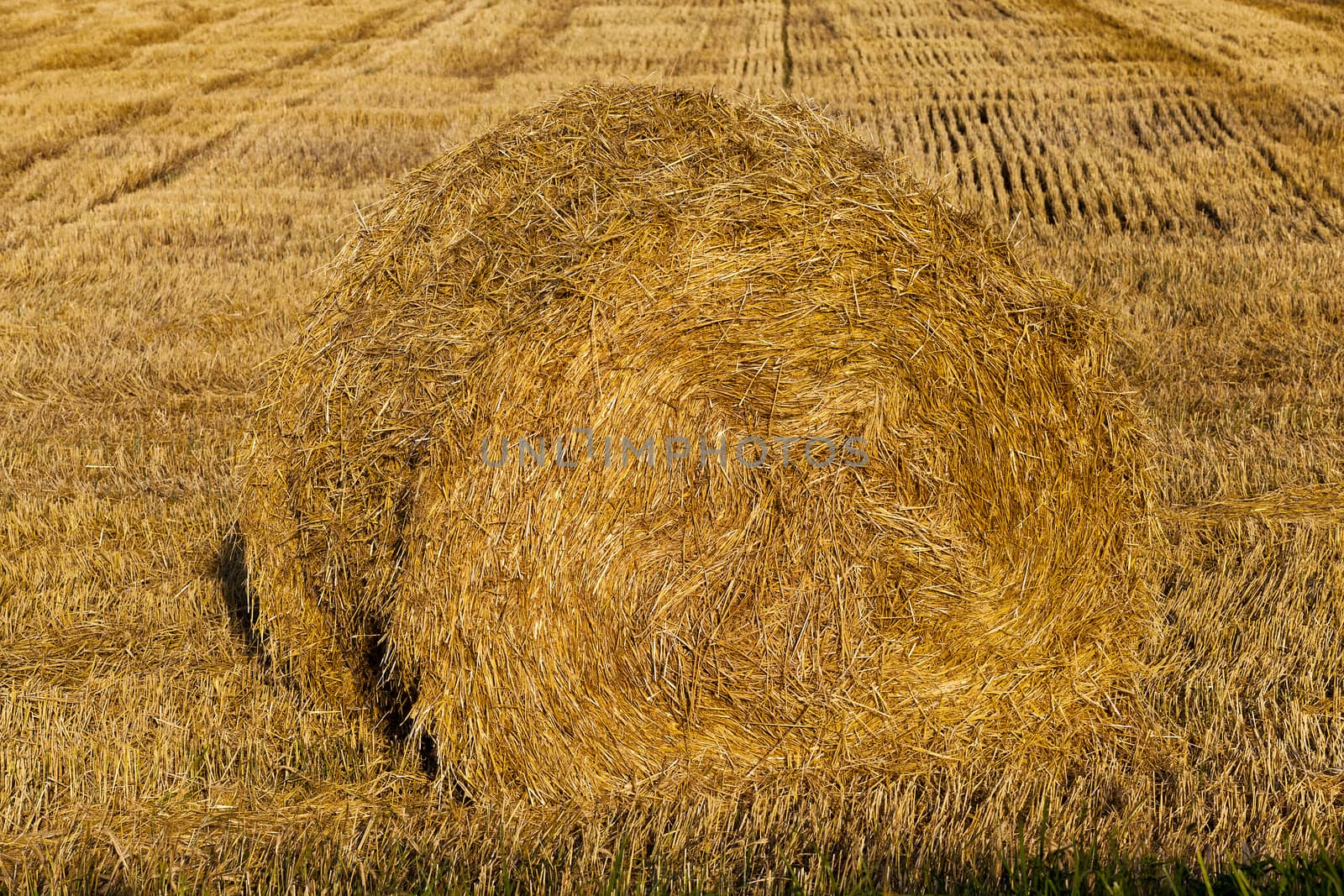  the straw put in a stack after wheat harvesting