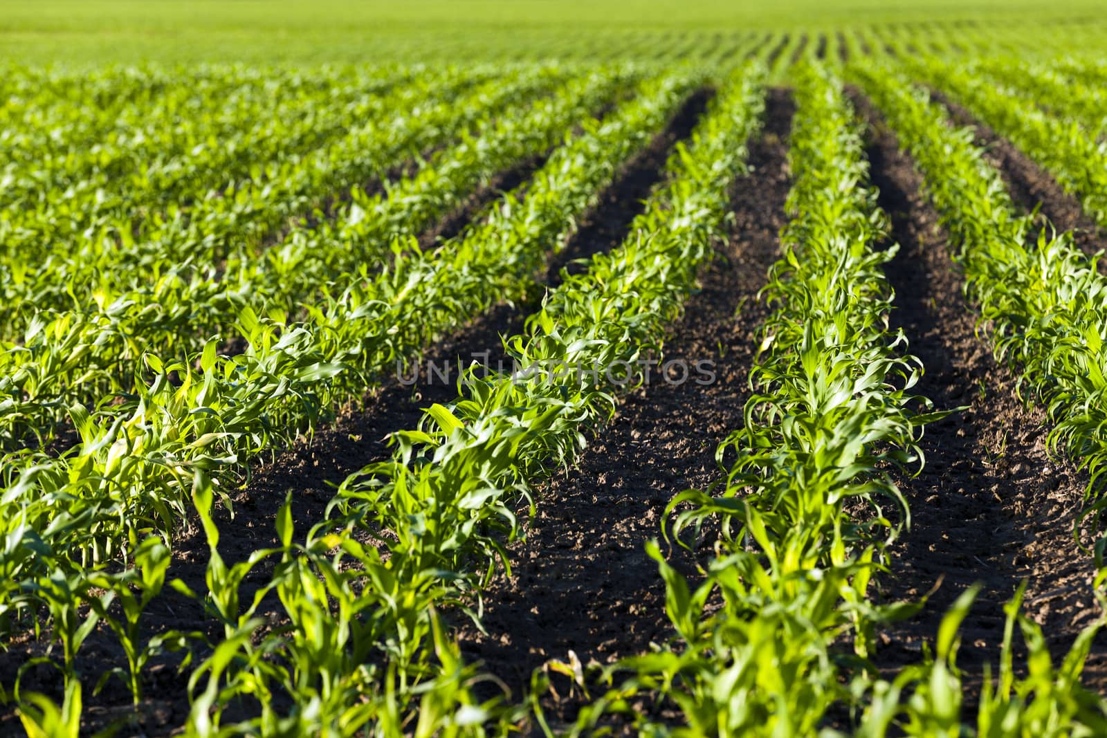   an agricultural field on which there were young sprouts of corn