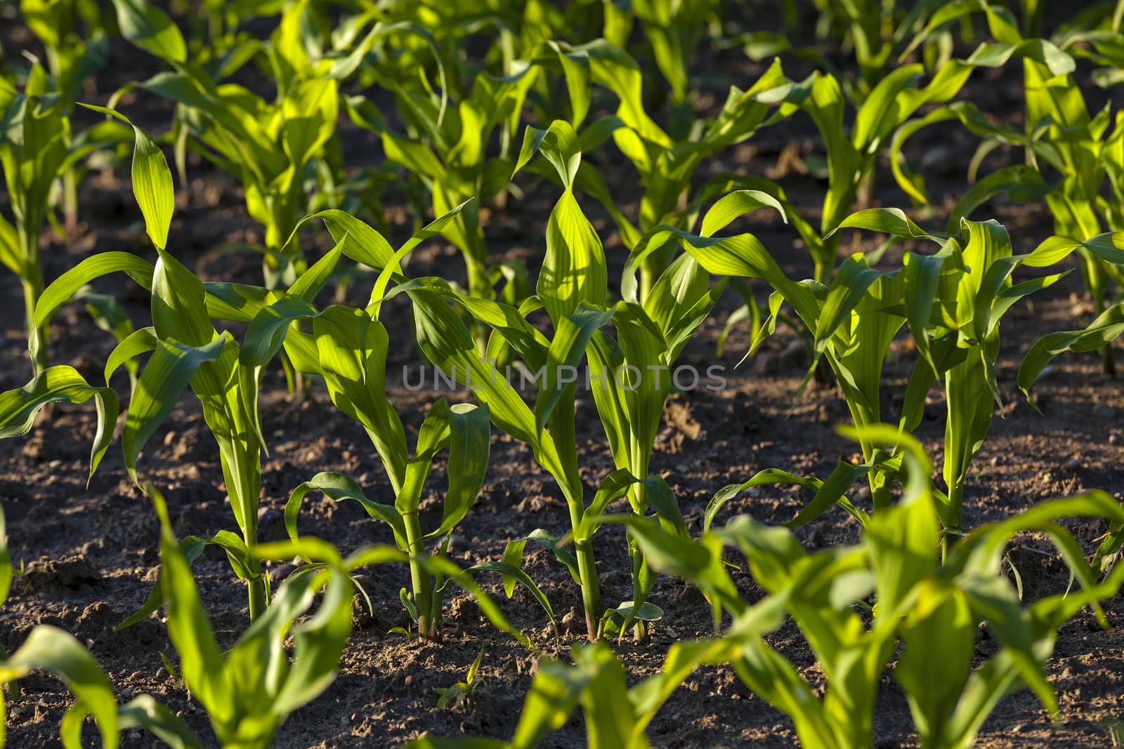   photographed by a close up sprouts of green corn