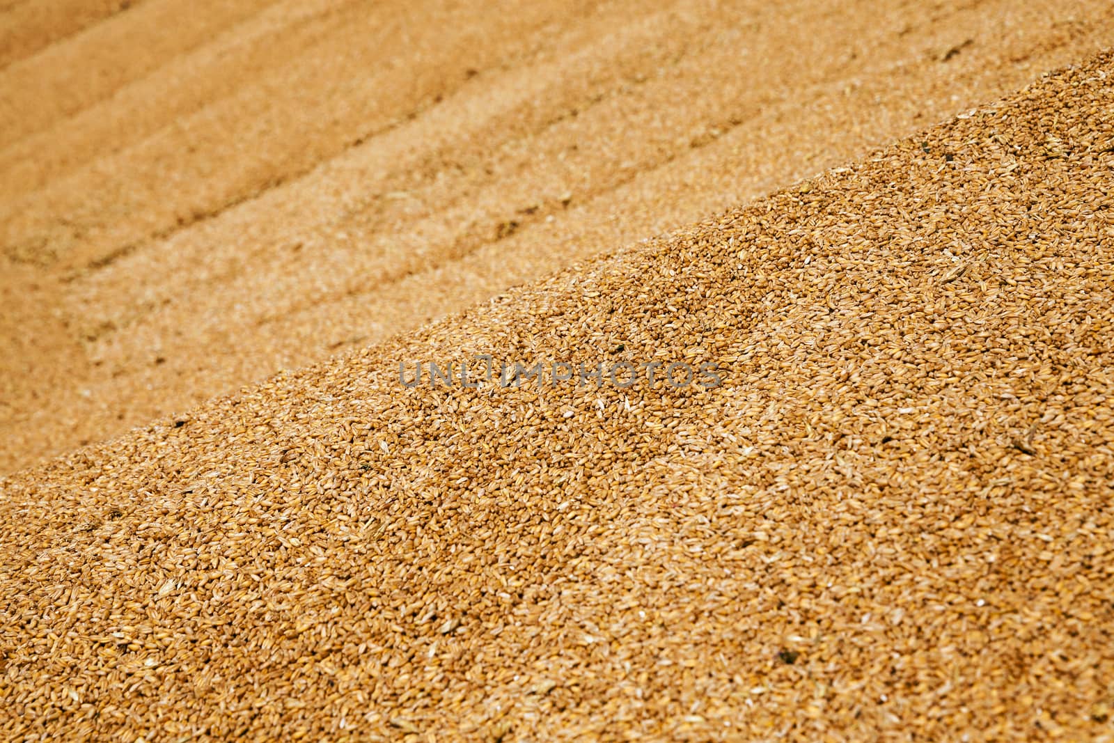   the grains of wheat collected in heaps during harvesting