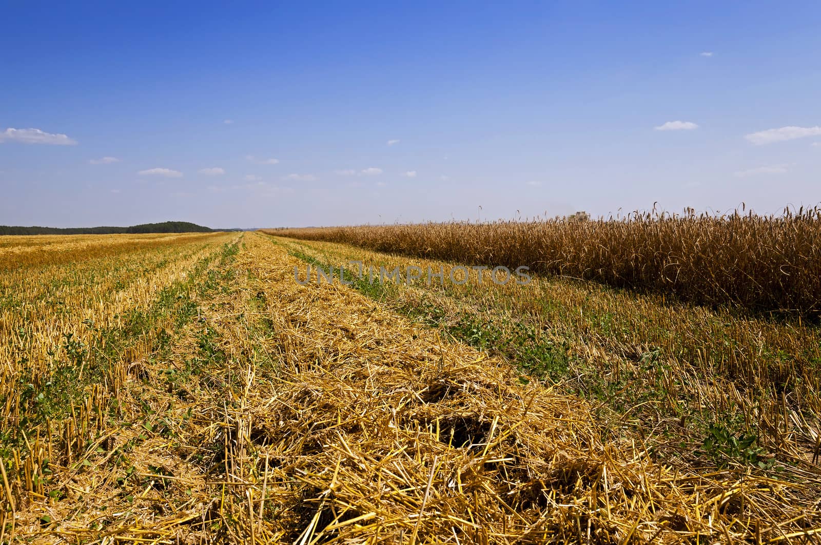  an agricultural field on which carry out wheat cleaning