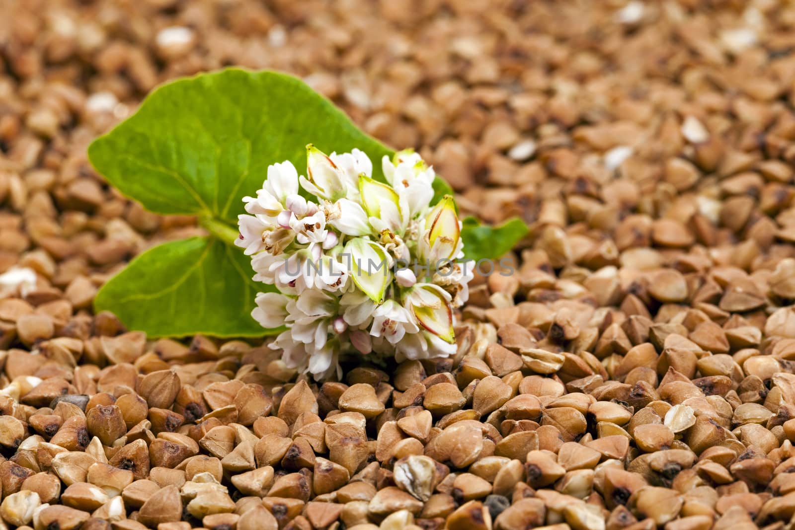  the buckwheat flower photographed by a close up lying on buckwheat grains