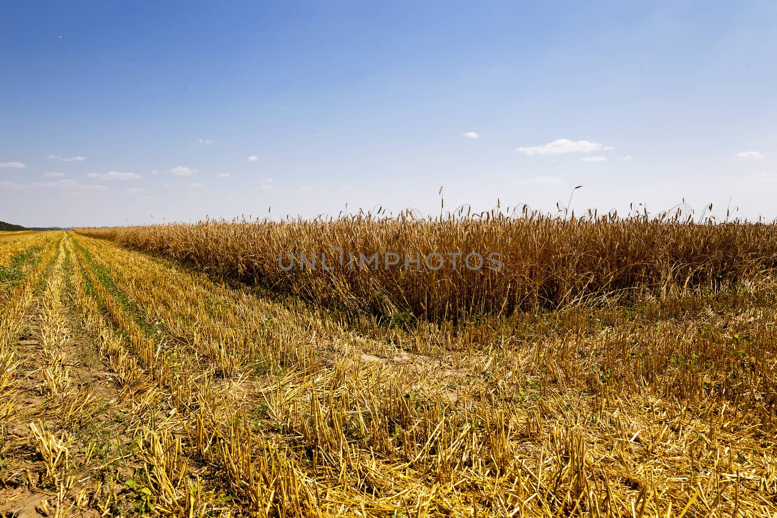   an agricultural field on which carry out wheat cleaning