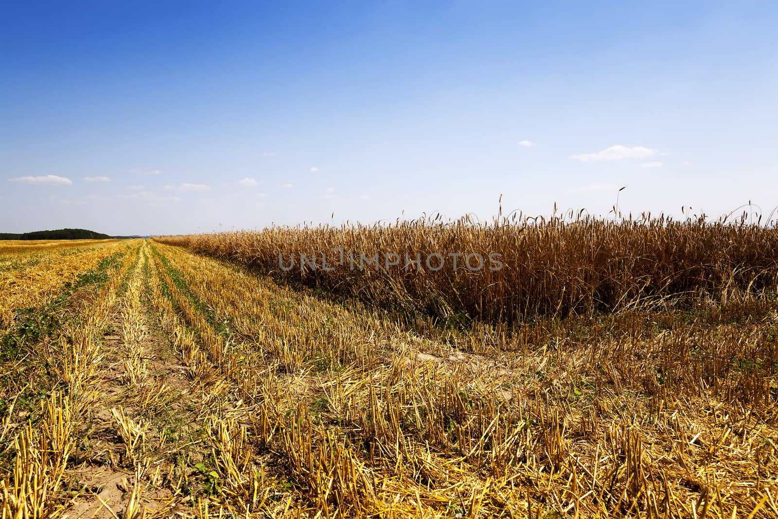   an agricultural field on which carry out wheat cleaning