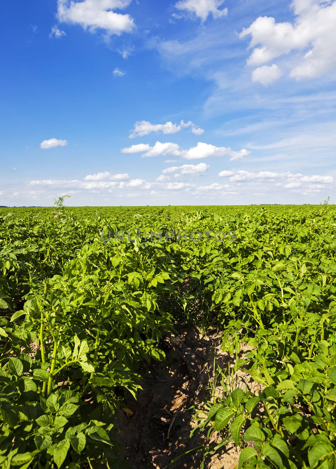   an agricultural field on which grow up potatoes. summertime of year