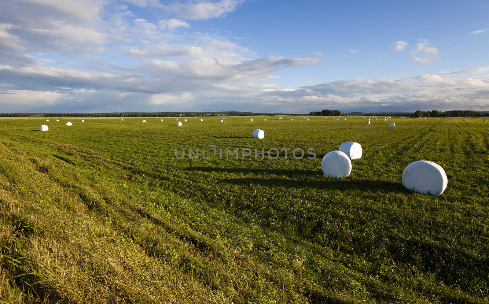  the grass packed into bales for feeding animal in a winter season